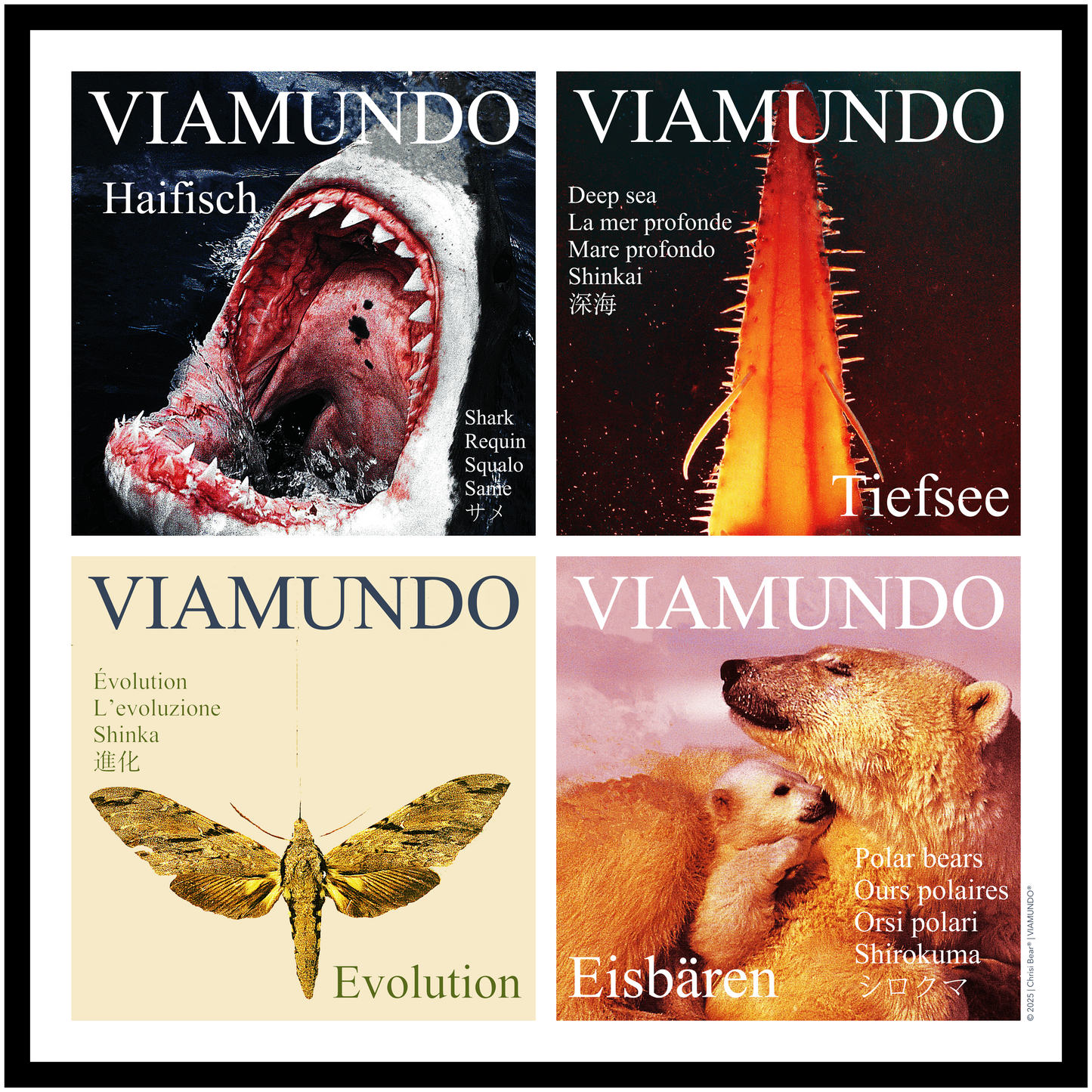 Evolution | 70x70 cm