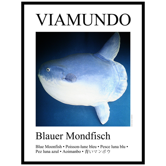 Blauer Mondfisch | 60x80 cm