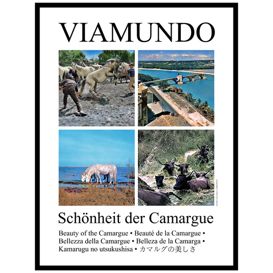 Schönheit der Camargue | 60x80 cm